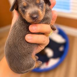 Blue and tan boy - Blue and tan male Dachshund puppy in Indian Trail, North Carolina from Hilda’s Teenie Weenies