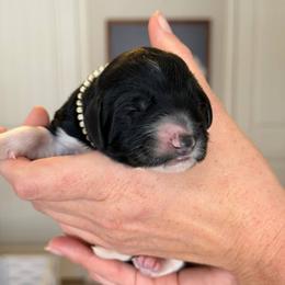 Olaf - Black male Goldendoodle puppy in Guthrie, Oklahoma from Edmond Doodles, LLC