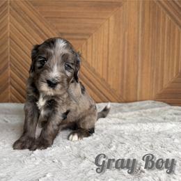 Gray Boy - Blue merle male Bernedoodle puppy in Modesto, California from Two Doods Doodles