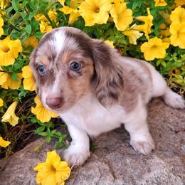 Miko - Dapple male Dachshund puppy in Springfield, Ohio from LUXEYPUPS