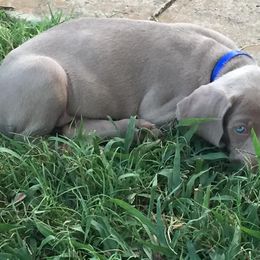 Weimaraner Puppies from Brymar Weimaraners