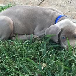 Weimaraner Puppies from Brymar Weimaraners