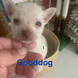 Micro Tiny Tammy under 3lb 4900 - White female Chihuahua puppy in Las Vegas, Nevada from Quality Poms Chihuahua Yorkies of Las vegas