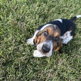 Basset Hound Puppies from TopCrop Bassets
