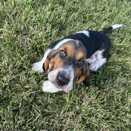 Basset Hound Puppies from TopCrop Bassets