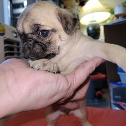 Jewell - Fawn female Pug puppy in Spokane, Washington from Kapelac's Royal Pugs