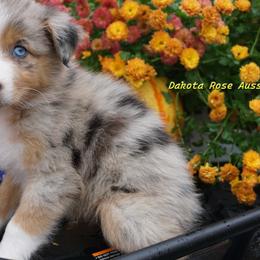 Skye - Blue merle female Australian Shepherd puppy in Burbank, South Dakota from Dakota Rose Aussies
