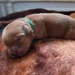 Boy 3 - Dark golden male Golden Retriever puppy in Lawtey, Florida from Rise and Shine Goldens