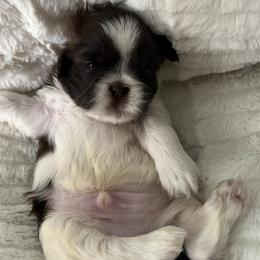 Shih Tzu Puppies from Lux Shih Tzu of New England
