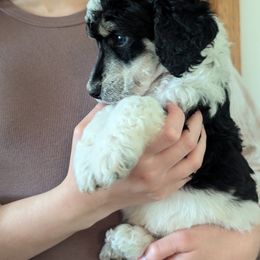 Poodle Puppies from New Hope Standard Poodles