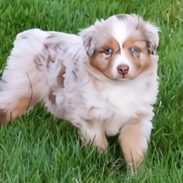 Red Merle, Male, Bright Blue Eyes - Red merle male Miniature Australian Shepherd puppy in Parma, Idaho from Arena Valley Acres