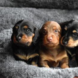 Dachshund puppies from Happy Little Doxies