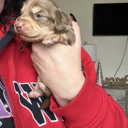 Boy 1 - Blizzard is a chocolate and cream - Chocolate and cream male Dachshund puppy in Hutto, Texas from R.G. Dachshunds