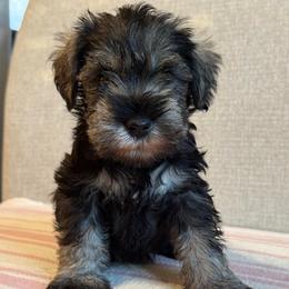 Lady Yellow - Salt and pepper female Miniature Schnauzer puppy in Wildomar, California from My Angel Schnauzers
