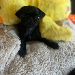 Lottie   Black girl 2 - Black female Pug puppy in Onalaska, Washington from Cupid’s Pugs