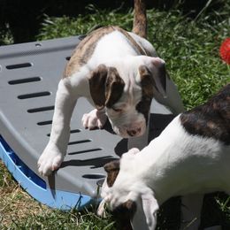 American Bulldog Puppies from Ferocia Kennels