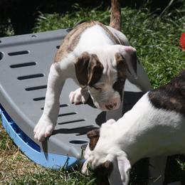 American Bulldog Puppies from Ferocia Kennels