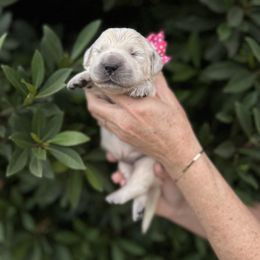Golden Retriever Puppies from Sanctuary Ranch Goldens