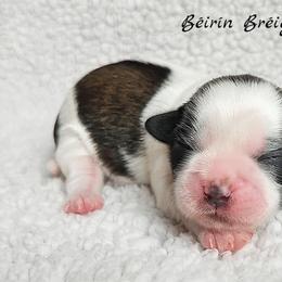 Shih Tzu Puppies from Beirin Breige Shih Tzus