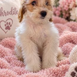 Aphrodite - Parti female Goldendoodle puppy in Milton, Florida from Sutton Place Doodles