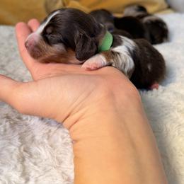 Dachshund Puppies from The house of Dachshund