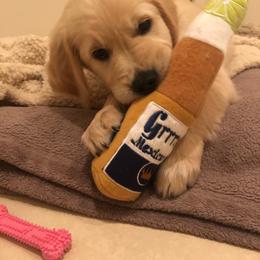 Golden Retriever Puppies from The Golden Court