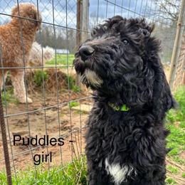 Puddles - Black female Goldendoodle puppy in Water Valley, Mississippi from Olympian Doodles