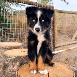 Duke - Black tri male Miniature American Shepherd puppy in Idaho Falls, Idaho from Sugartop Minis