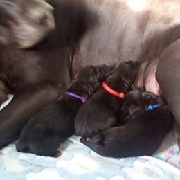 Great Dane puppies from Unity Great Danes & Staffs