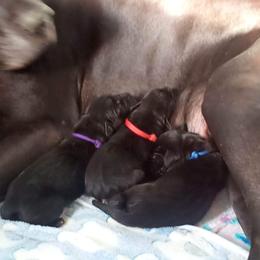 Great Dane puppies from Unity Great Danes & Staffs