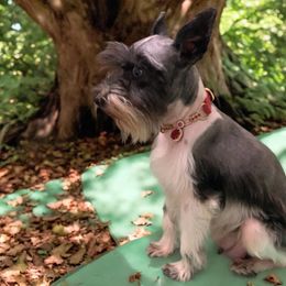 Millie - Miniature Schnauzer