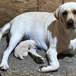 Dasha - Labrador Retriever