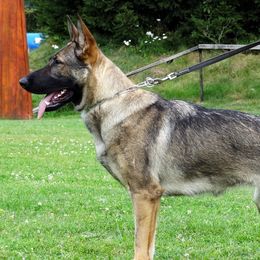 Gira - German Shepherd