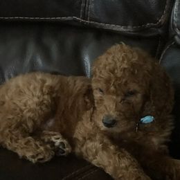 Poodle Puppies from poodles and doodles llc
