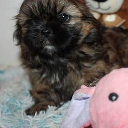 Boy 1 - Red male Shih Tzu puppy in Craig, Colorado from Rocky Mountain Shih Tzus and Dry Creek Miniature Dachshunds