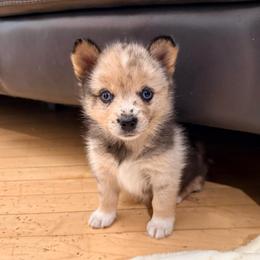 Freya - Merle female Pomsky puppy in Doon, Iowa from Luxury Pomsky