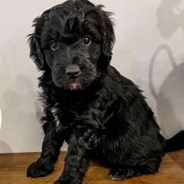 Cam - Black and white female Aussiedoodle puppy in Flagstaff, Arizona from Gunstock Doodles