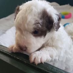 Maya - Brown and white female Spanish Water Dog puppy in Clermont, Florida from The Woolly Dog Ranch
