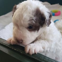 Maya - Brown and white female Spanish Water Dog puppy in Clermont, Florida from The Woolly Dog Ranch