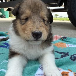 Dylan - Sable and white male Collie puppy in Genoa, Ohio from Pyman Collies