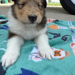 Dylan - Sable and white male Collie puppy in Genoa, Ohio from Pyman Collies
