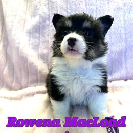 Rowena MacLeod (Fluffy) - Black and tan female Pembroke Welsh Corgi puppy in Olathe, Colorado from Rocking LJ Breeding