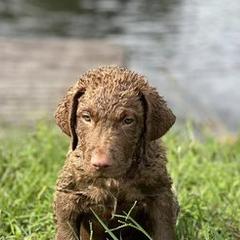 Chesapeake Bay Retrievers from Blackwater Creek Chesapeake’s