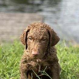 Chesapeake Bay Retrievers from Blackwater Creek Chesapeake’s