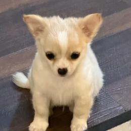 Dave - Fawn male Chihuahua puppy in Seneca, Missouri from Stephanie’s Puppy Colony