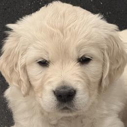 Red - Light golden female Golden Retriever puppy in Ephrata, Pennsylvania from Goldens Retreat