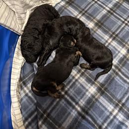 Labradoodle Puppies from LG Labradoodles
