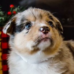 American Corgis from Indian Trail Corgis