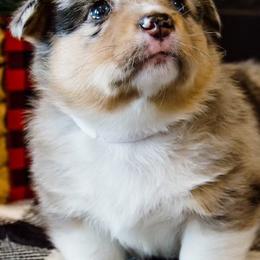 American Corgis from Indian Trail Corgis
