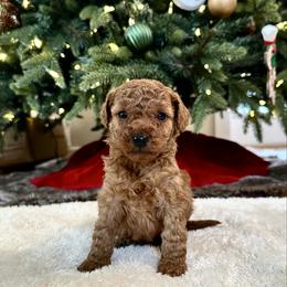 Female 1 - Red  female Goldendoodle puppy in Brooksville, Florida from Kruger Doodles
